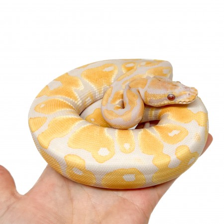 Python regius "Lavender albinos" - Python royal