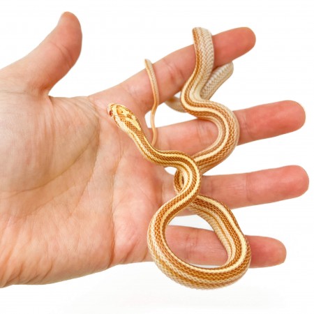 Pantherophis guttatus "Butter Tessera" - Serpent des blés