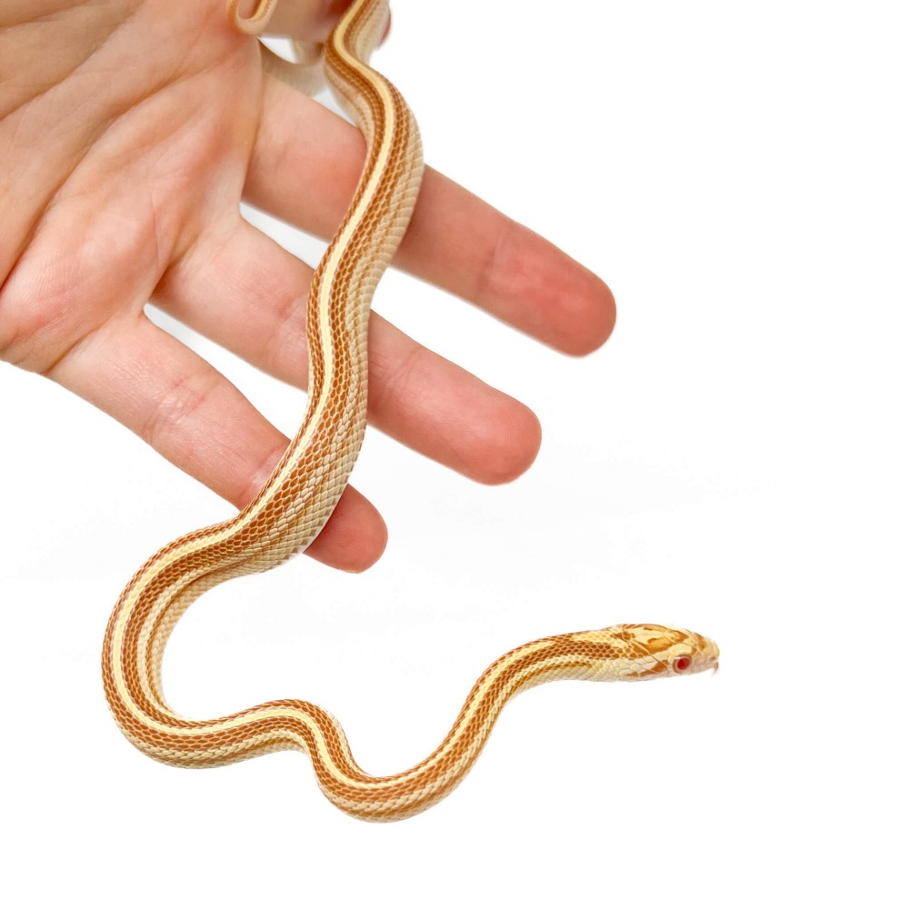 Pantherophis guttatus "Butter Tessera" - Serpent des blés