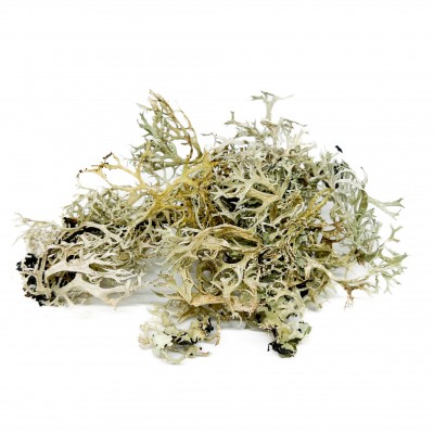 Lichen séché - Bebesaurus
