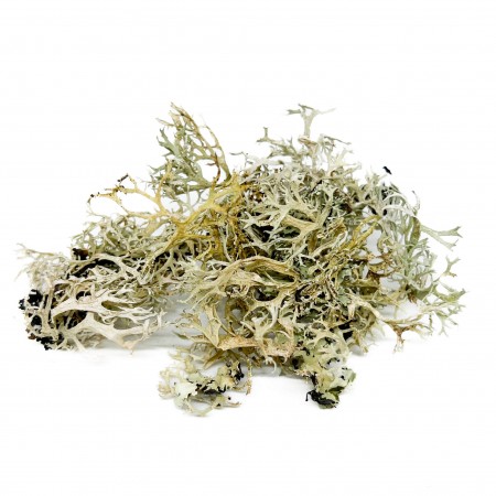 Lichen séché - Bebesaurus