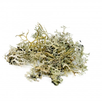 Lichen séché - Bebesaurus