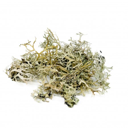 Lichen séché - Bebesaurus