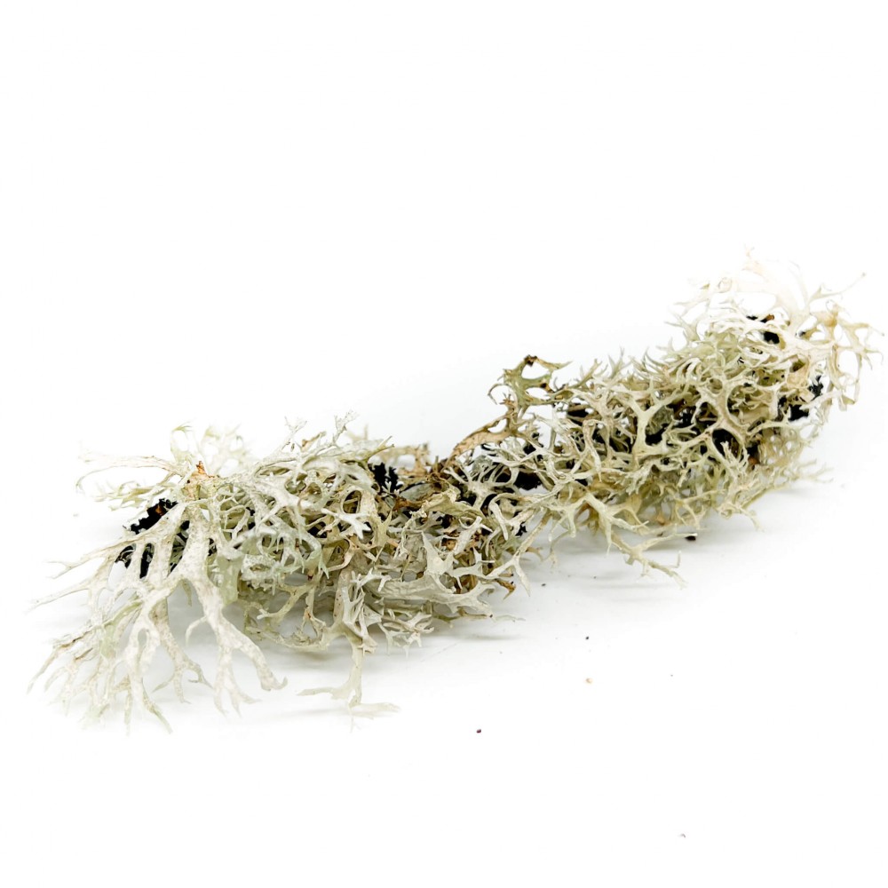 Lichen séché - Bebesaurus Lichen séché - Bebesaurus