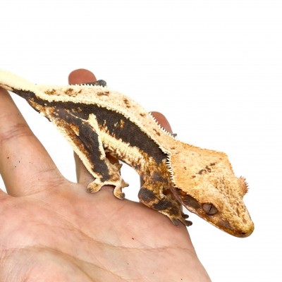 Correlophus ciliatus "Lilly White" (Subadulte) - Gecko à crête