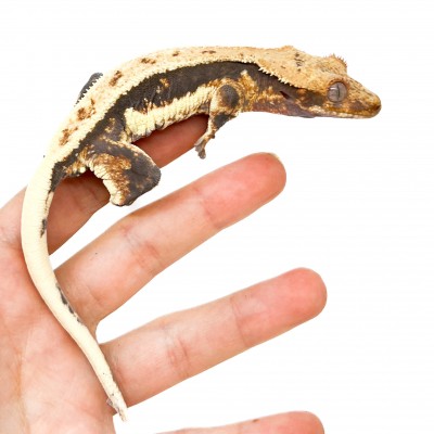 Correlophus ciliatus "Lilly White" (Subadulte) - Gecko à crête