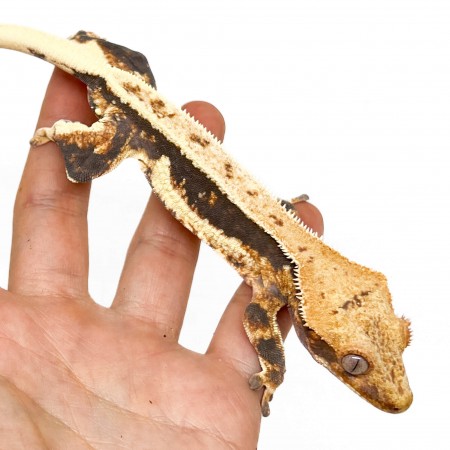 Correlophus ciliatus "Lilly White" (Subadulte) - Gecko à crête