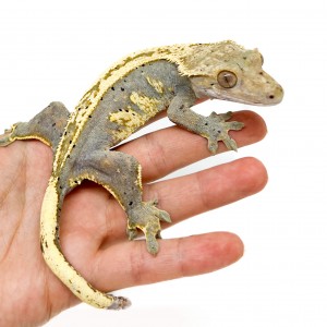 Correlophus ciliatus ♀...