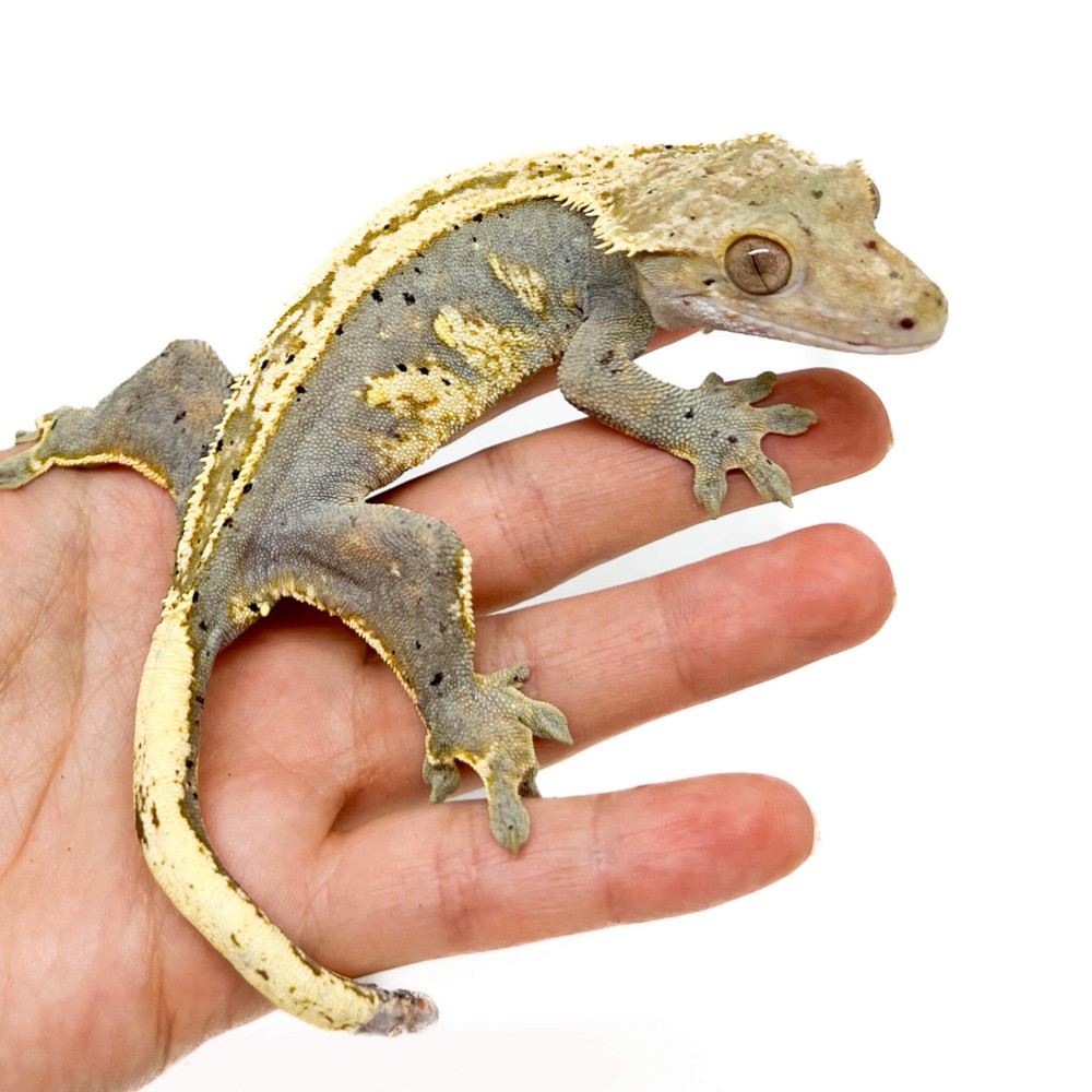 Correlophus ciliatus ♀ "Full Pinstripe" ADULTE - Gecko à crête Correlophus ciliatus ♀ "Full Pinstripe" ADULTE - Gecko à crête