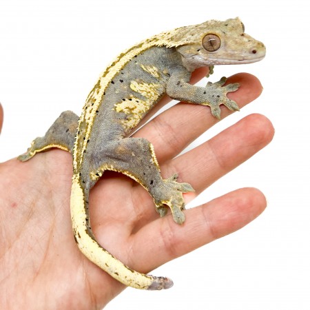 Correlophus ciliatus ♀ "Full Pinstripe" ADULTE - Gecko à crête