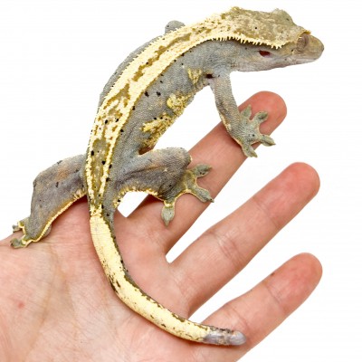 Correlophus ciliatus ♀ "Full Pinstripe" ADULTE - Gecko à crête