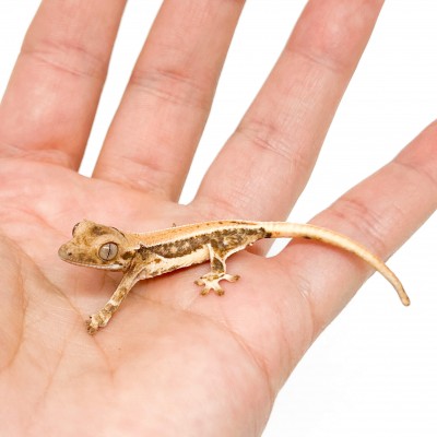Correlophus ciliatus "Lilly White" (Juvéniles GRADE C) - Gecko à crête