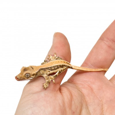 Correlophus ciliatus "Lilly White" (Juvéniles GRADE C) - Gecko à crête
