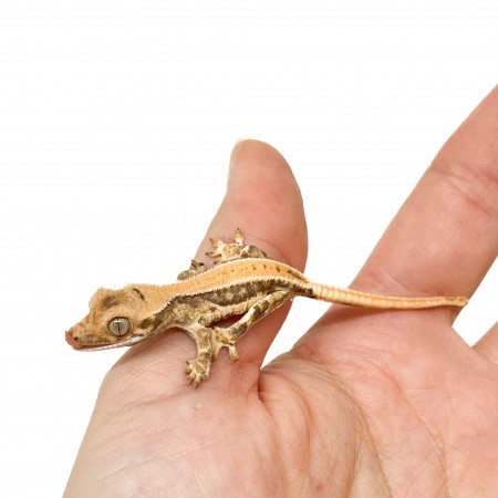 Correlophus ciliatus "Lilly White" (Juvéniles GRADE C) - Gecko à crête