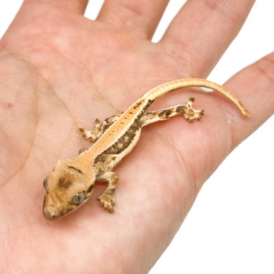 Correlophus ciliatus "Lilly White" (Juvéniles GRADE C) - Gecko à crête