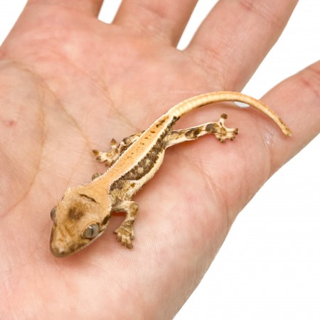 Correlophus ciliatus "Lilly White" (Juvéniles GRADE C) - Gecko à crête