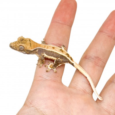 Correlophus ciliatus "Lilly White" (Juvéniles GRADE C) - Gecko à crête