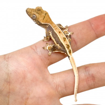 Correlophus ciliatus "Lilly White" (Juvéniles GRADE C) - Gecko à crête