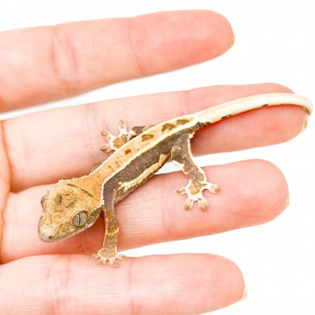 Correlophus ciliatus "Lilly White" (Juvéniles GRADE C) - Gecko à crête