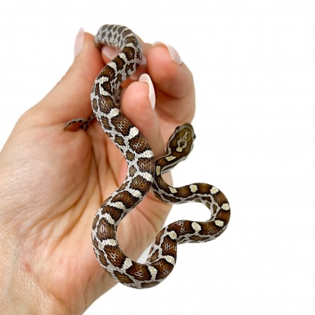 Pantherophis guttatus "Caramel" - Serpent des blés