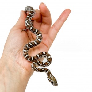 Pantherophis guttatus...