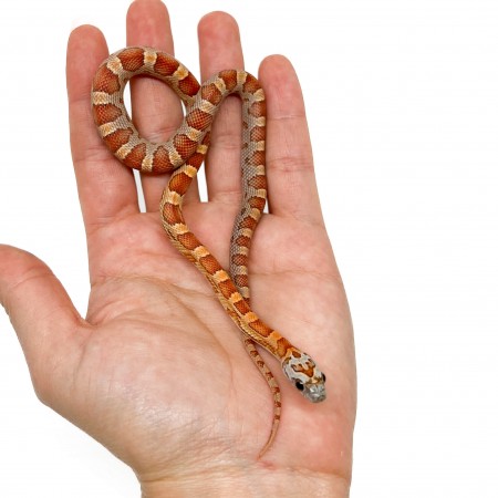 Pantherophis guttatus "Sunkissed Motley" - Serpent des blés