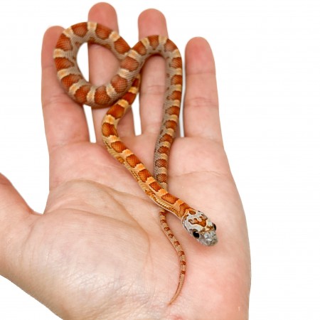 Pantherophis guttatus "Sunkissed Motley" - Serpent des blés