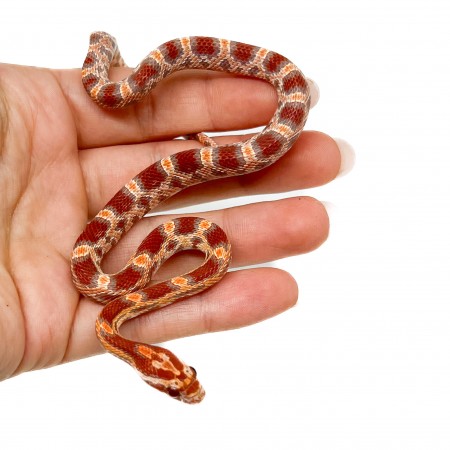 Pantherophis guttatus "Ultramel" - Serpent des blés