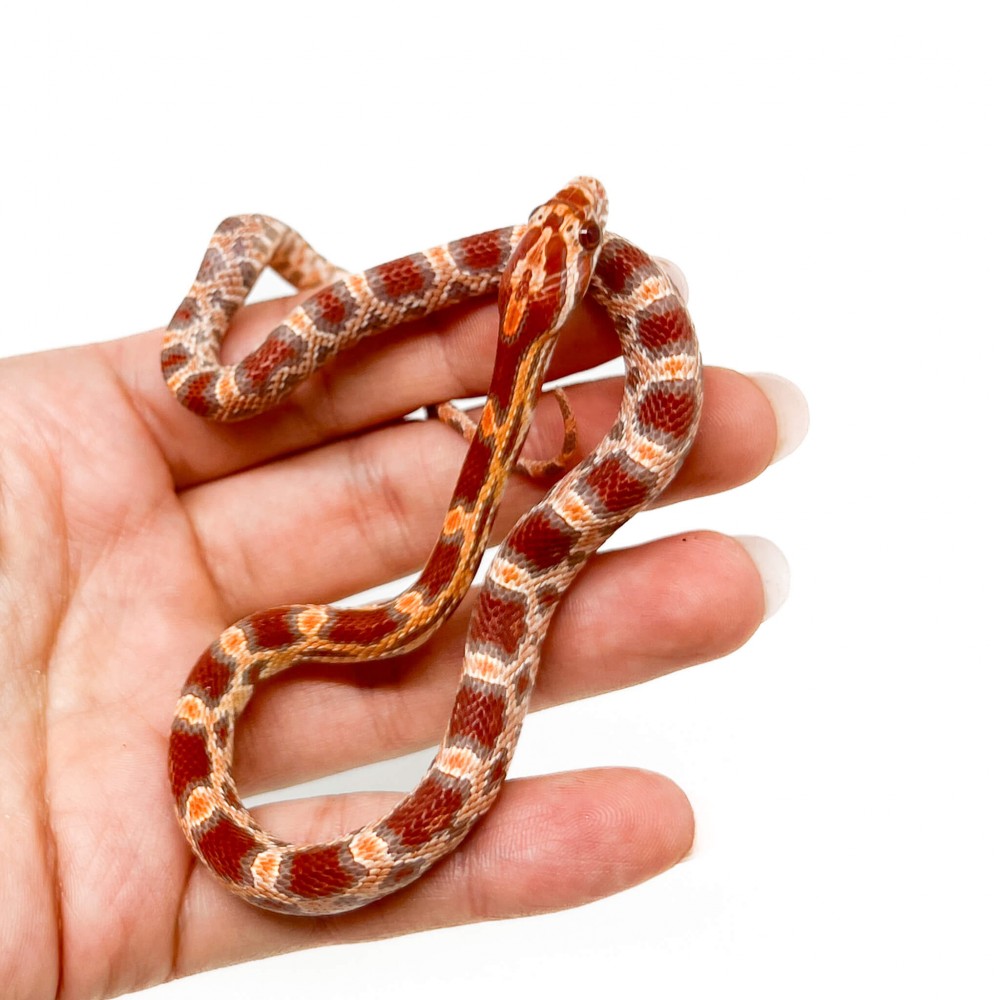 Pantherophis guttatus "Ultramel" - Serpent des blés