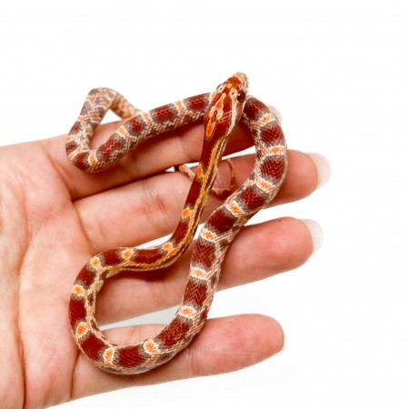 Pantherophis guttatus "Ultramel" - Serpent des blés