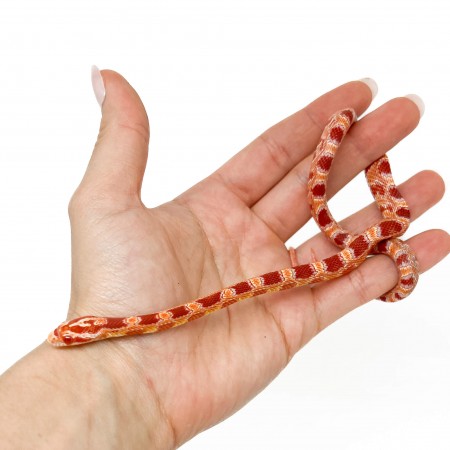 Pantherophis guttatus "Okeetee Albinos" - Serpent des blés