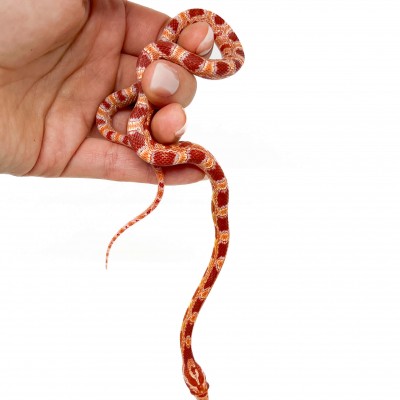 Pantherophis guttatus "Okeetee Albinos" - Serpent des blés