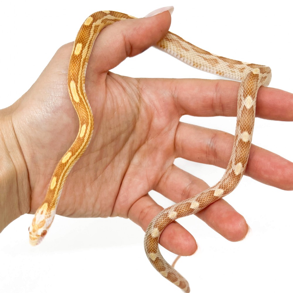 Pantherophis guttatus "Butter motley" - Serpent des blés Pantherophis guttatus "Butter motley" - Serpent des blés