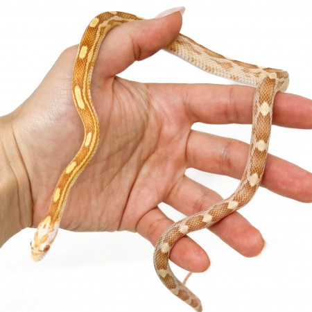 Pantherophis guttatus "Butter motley" - Serpent des blés