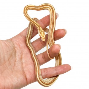 Pantherophis guttatus...