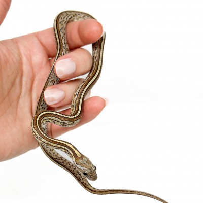 Pantherophis guttatus "Caramel Tessera" - Serpent des blés