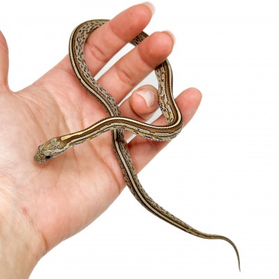 Pantherophis guttatus "Caramel Tessera" - Serpent des blés