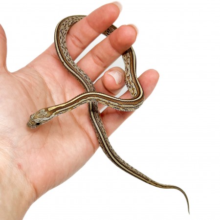Pantherophis guttatus "Caramel Tessera" - Serpent des blés