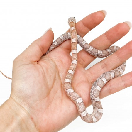 Pantherophis guttatus "Sunkissed ghost" - Serpent des blés