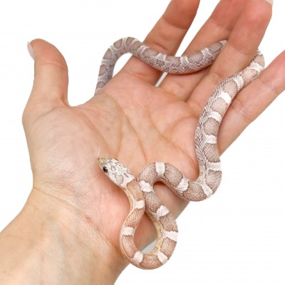Pantherophis guttatus "Sunkissed ghost" - Serpent des blés