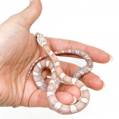Pantherophis guttatus "Sunkissed ghost" - Serpent des blés