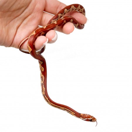 Pantherophis guttatus "Hypo Aztec" - Serpent des blés