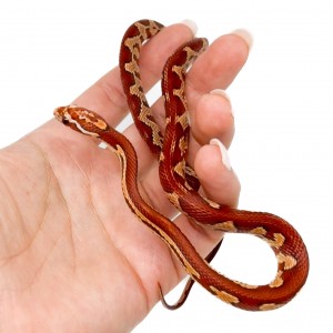 Pantherophis guttatus "Hypo...
