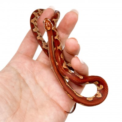 Pantherophis guttatus "Hypo Aztec" - Serpent des blés