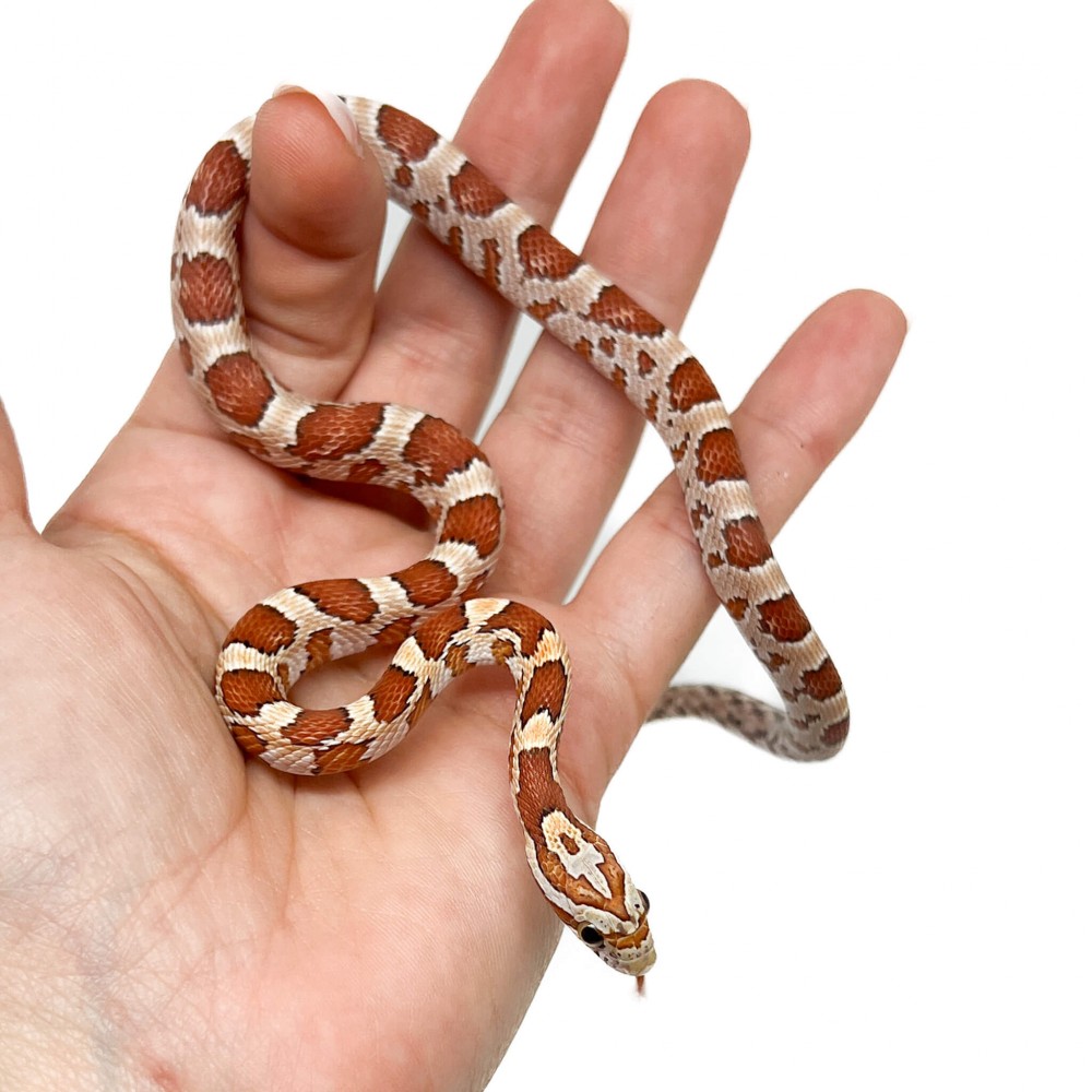 Pantherophis guttatus "Hypo" - Serpent des blés