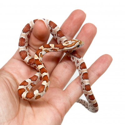 Pantherophis guttatus "Hypo" - Serpent des blés