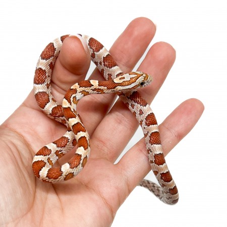 Pantherophis guttatus "Hypo" - Serpent des blés