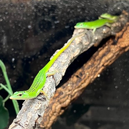Lamprolepis smaragdina - Scinque émeraude