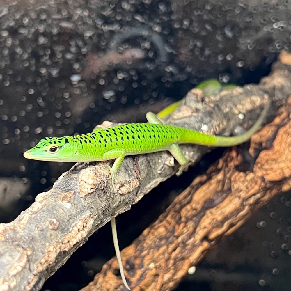 Lamprolepis smaragdina - Scinque émeraude Lamprolepis smaragdina - Scinque émeraude