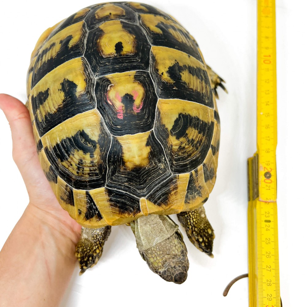 Testudo hermanni boettgeri - FEMELLES ADULTES - Tortue d'Hermann